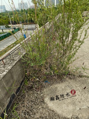 屋面SBS做了六七年，缝里长出树，女儿墙一摁就空——再造防水层工艺，保10年不漏(图1)