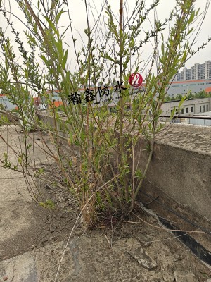 屋面SBS做了六七年,缝里长出树,女儿墙一摁就空——再造防水层工艺,保10年不漏(图3) 屋面SBS做了六七年,缝里长出树,女儿墙一摁就空——再造防水层工艺,保10年不漏(图3)