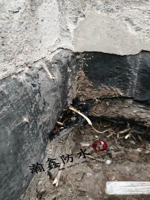 沣东办公楼女儿墙漏水，卷材缝里长满芦根草，根把防水扎穿了(图3)